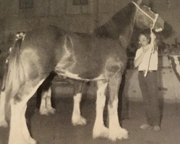 broodmare Northumberland Lady Alecia (Clydesdale, 1986, from Solomon's Commander)
