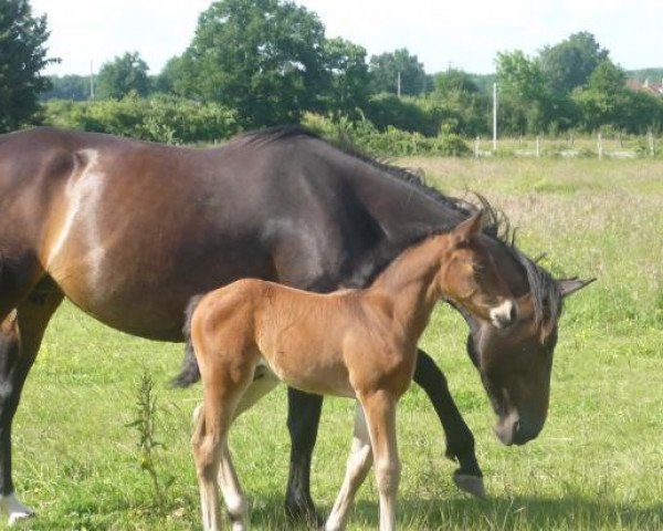 horse Pondéenne du Riaujoncs (Selle Français, 2003, from Vondeen)
