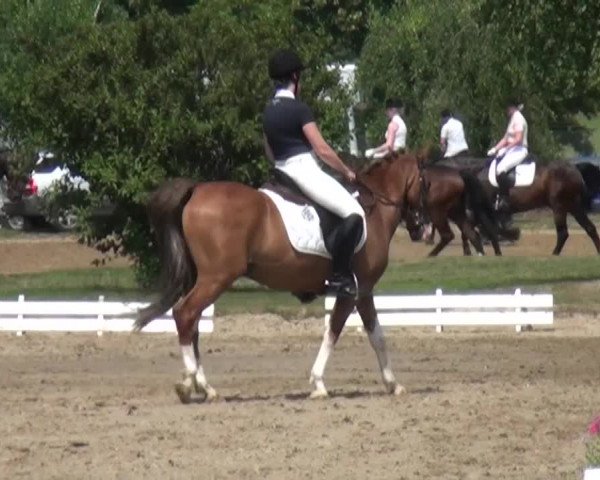 Reitturnier Viersen-Dülken 2015