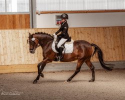 Zuchtstute Velvet Sun (Westfale, 2004, von Veivel R)