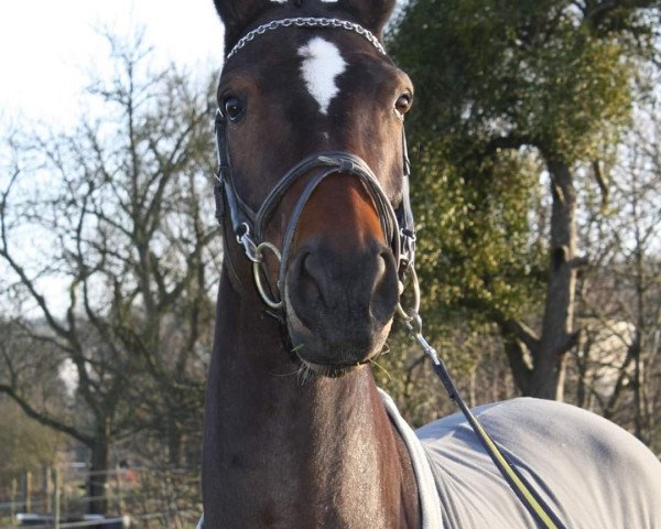dressage horse Welano 7 (Zweibrücken, 2001, from Wolkenstürmer) dressage horse Welano 7 (Zweibrücken, 2001, from Wolkenstürmer)