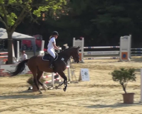 Reitturnier Viersen-Dülken 2015