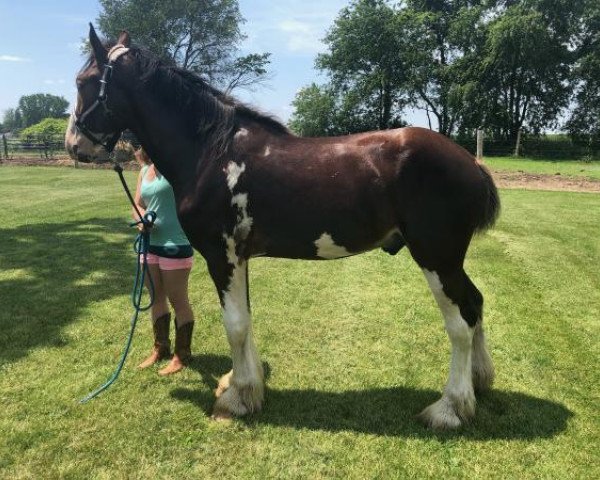 horse North Stream Baxter (Clydesdale, 2017, from Cristal's Moses)