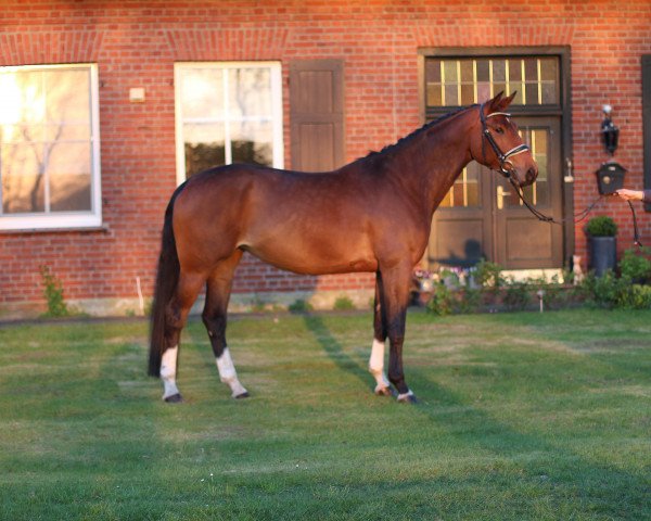 Pferd Fiona 611 (Hannoveraner, 2014, von Fidertanz)