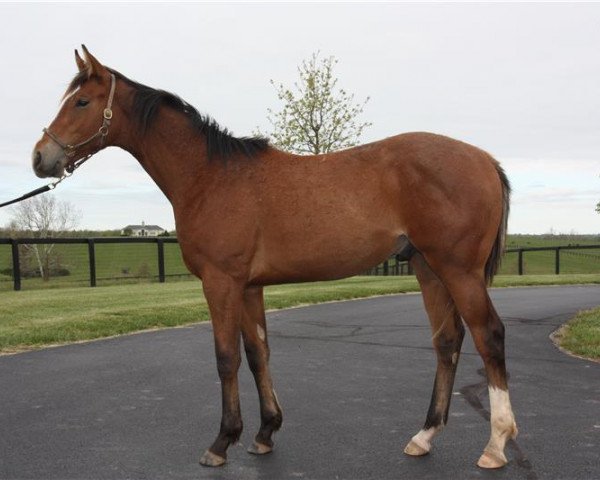 horse Hengst von Into Mischief xx (Thoroughbred, 2019, from Into Mischief xx)