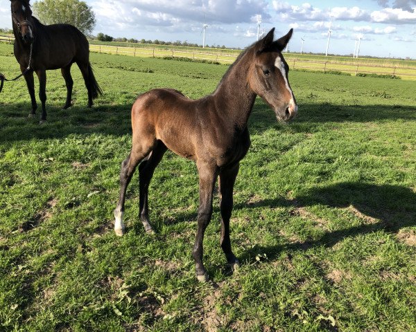 horse Cool Catch (Holsteiner, 2019, from Catch)