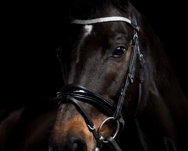 dressage horse Cassian 006 (Hanoverian, 1999, from Compliment)