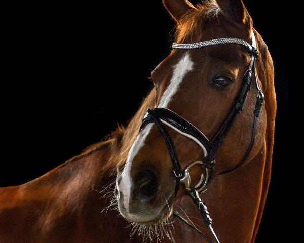 dressage horse Luxemburg (Hanoverian, 2008, from Lehmann)