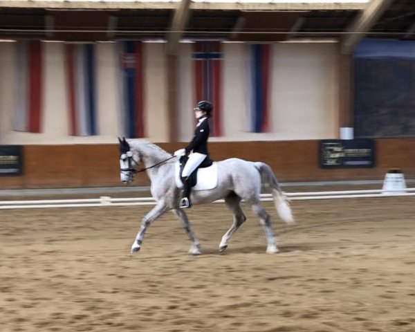 horse Agropoint Calais (Holsteiner, 2010, from Cancara)