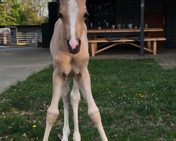 Pferd Donna Jamie (Deutsches Reitpony, 2020, von Don Amore)