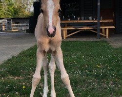 horse Donna Jamie (German Riding Pony, 2020, from Don Amore)