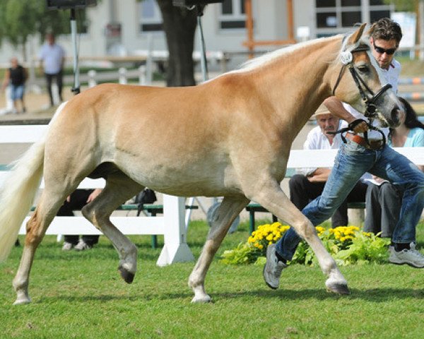 Zuchtstute Ala Princess (Haflinger, 2007, von liz. 101/T Amadeus)
