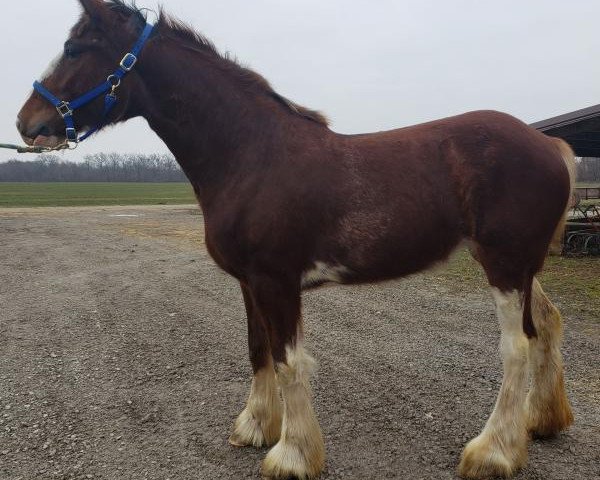 Pferd Giselle Kuberski Clydesdales (Clydesdale, 2017, von Belleau W.S. Rock On)