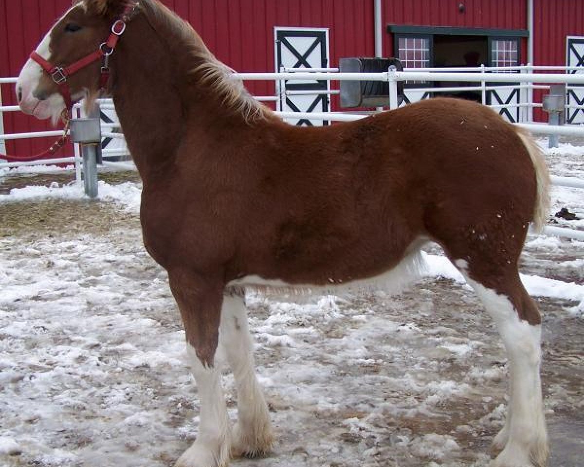 Pferd Belleau W.S. Memory (Clydesdale, 2014, von Toll-Gate Ambassador)