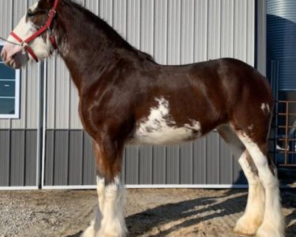 Pferd MTM Joy's Jubilee (Clydesdale, 2017, von SCA Top Guns Commander McDuff)