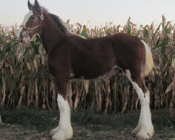 horse Mr. Edison of KDJ's (Clydesdale, 2013, from Century Lane Majestic)