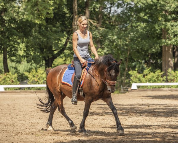 Dressurpferd Dillyn Rheingraf (Welsh-Cob (Sek. C), 1996, von Carless Rupert) Dressurpferd Dillyn Rheingraf (Welsh-Cob (Sek. C), 1996, von Carless Rupert)