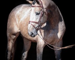 stallion Dollhouse (Oldenburg show jumper, 2015, from Diamant de Semilly)