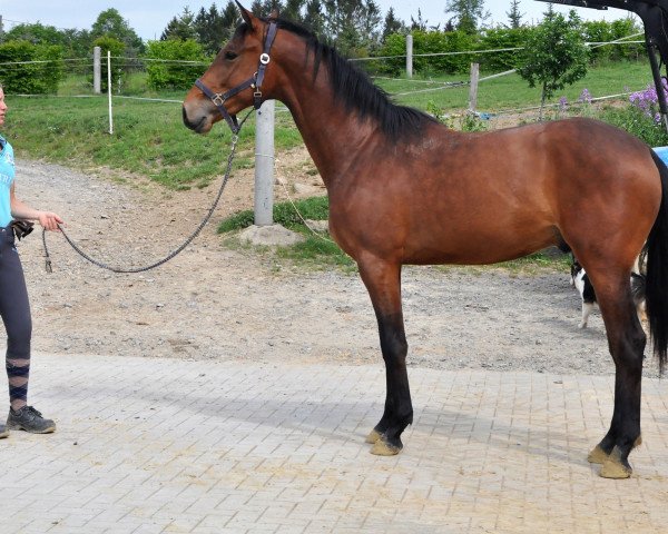 Pferd Venco N (Oldenburger Springpferd, 2018, von Verdi)