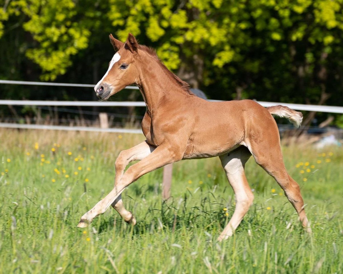 Pferd Bella (Hannoveraner, 2020, von Bourbon)