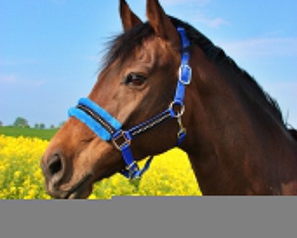 dressage horse Sissy (Mecklenburg, 2009, from Sancisco)