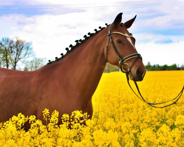 broodmare Shalimar (Oldenburg, 2008, from Sir Donnerhall I)