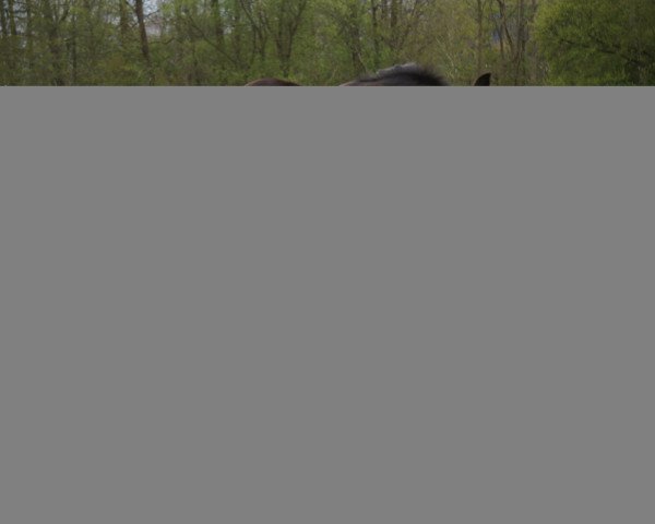 horse Rosenzauber (Trakehner, 2020, from Integer)