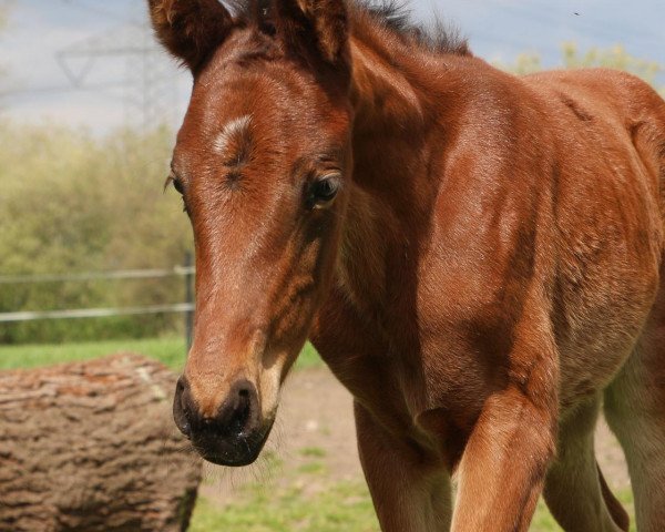 horse Viva Florentina GH (Oldenburg, 2020, from Viva Gold OLD)