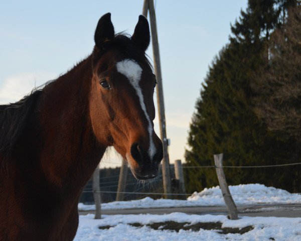 broodmare Peregrina Mira (Rhinelander, 2002, from Prinz Miro)