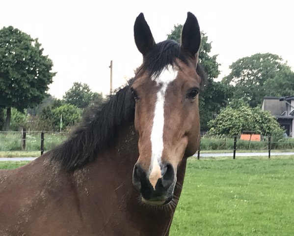 dressage horse Alcina 3 (Rhinelander, 2008, from Acasino B)