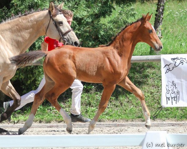 Dressurpferd Cashmere's Cozmo (Österreichisches Warmblut, 2019, von Cashmere)