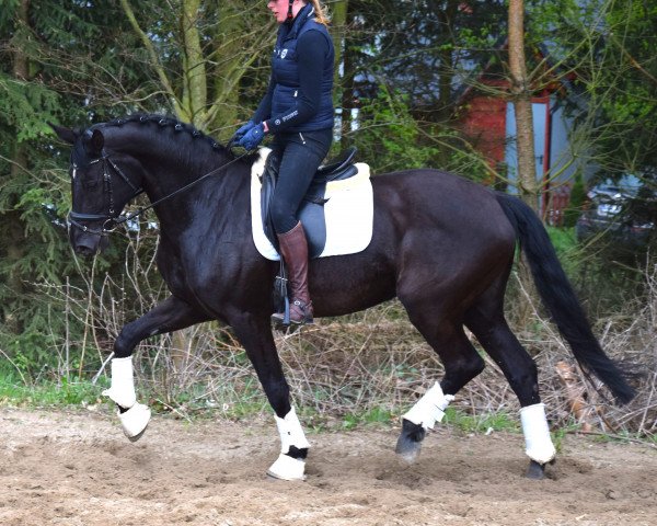Zuchtstute Wind Lady (Westfale, 2009, von Wind Dancer)