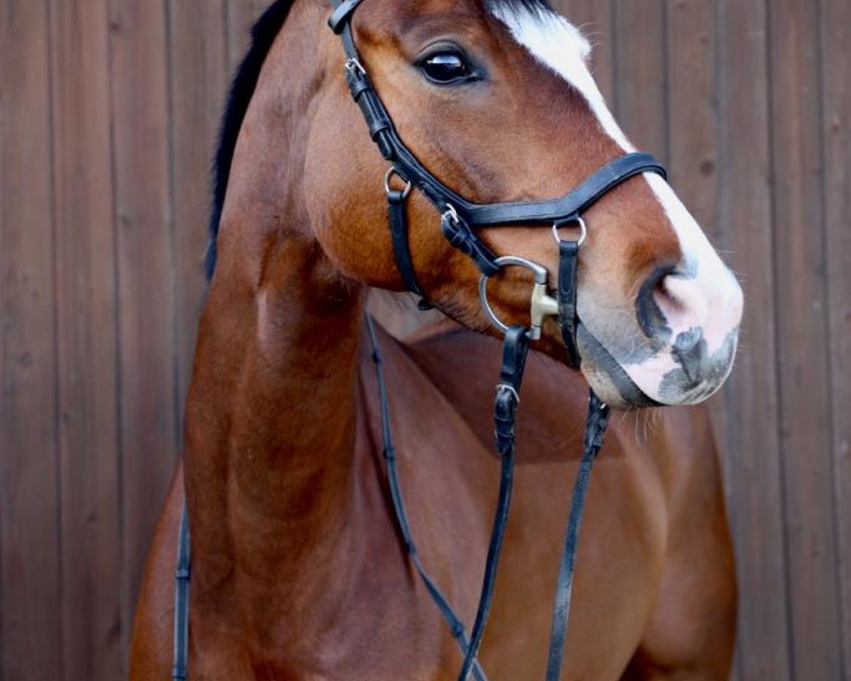 Pferd Sunshines cordia (Westfale, 2014, von Scuderia)