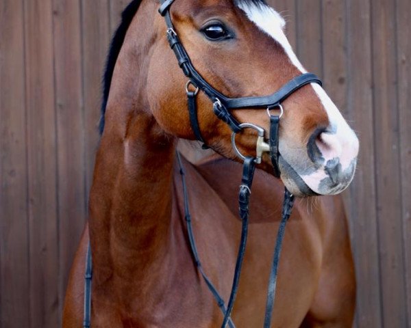 horse Sunshines cordia (Westphalian, 2014, from Scuderia)