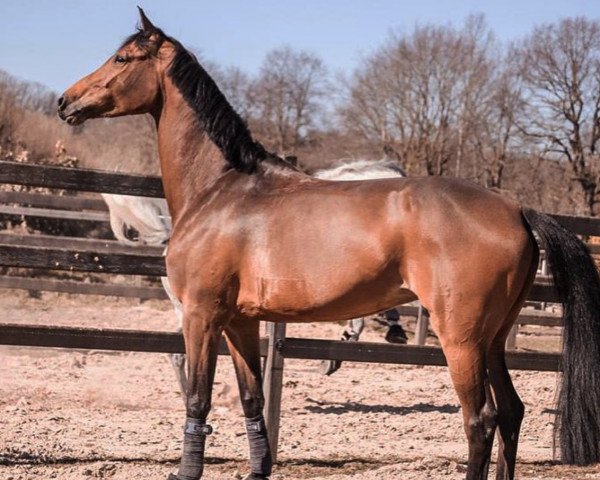 jumper Like About You (Oldenburg show jumper, 2013, from Los Angeles)