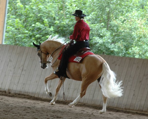 horse Brantops Glücksritter (German Riding Pony, 2004, from FS Golden Highlight)