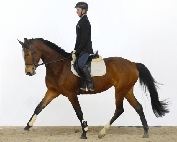 horse Cavtat PKZ / Calypso II (Westphalian, 2017, from Cavtat PKZ)