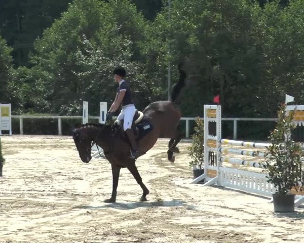 Reitturnier Melle-Ostenfelde 2015