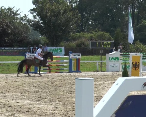 Reitturnier Melle-Ostenfelde 2015