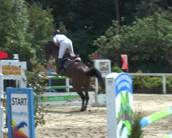 Reitturnier Melle-Ostenfelde 2015