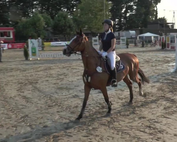 Reitturnier Melle-Ostenfelde 2015