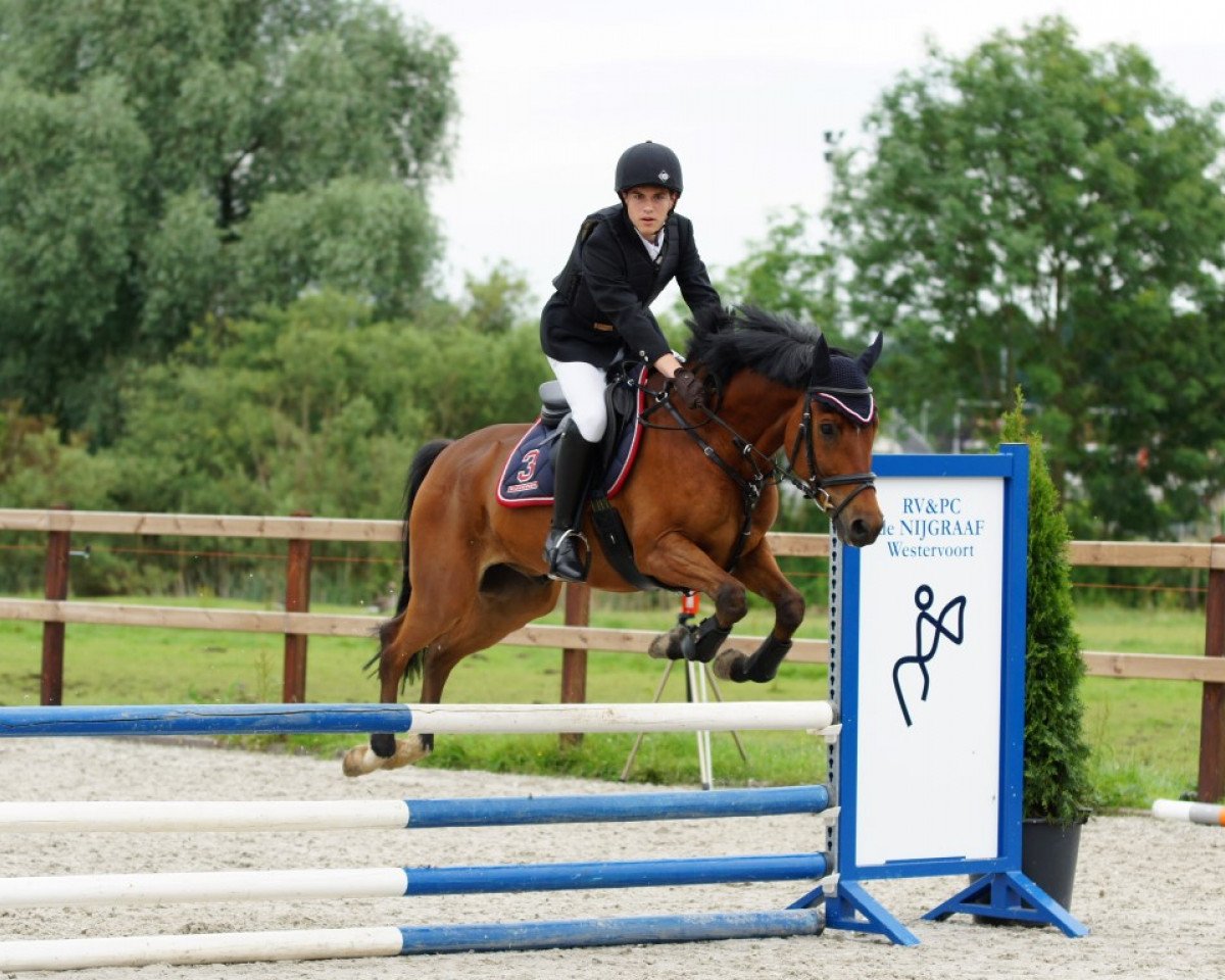 Pferd Orchid's Cobra (New-Forest-Pony, 2008, von Kantje's Carlando)