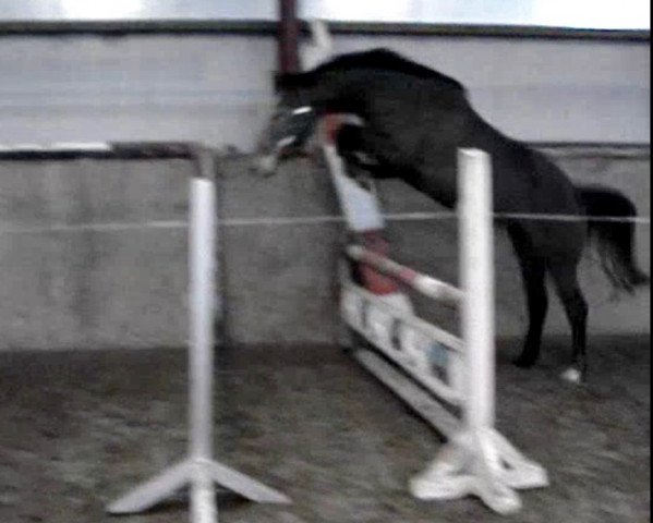 broodmare Zarina XIX (aus Vollschwester von Capitol) (Holsteiner, 2007, from Clearway)