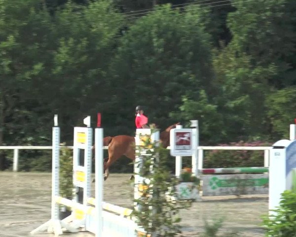 Reitturnier Melle-Ostenfelde 2015
