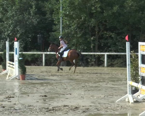 Reitturnier Melle-Ostenfelde 2015
