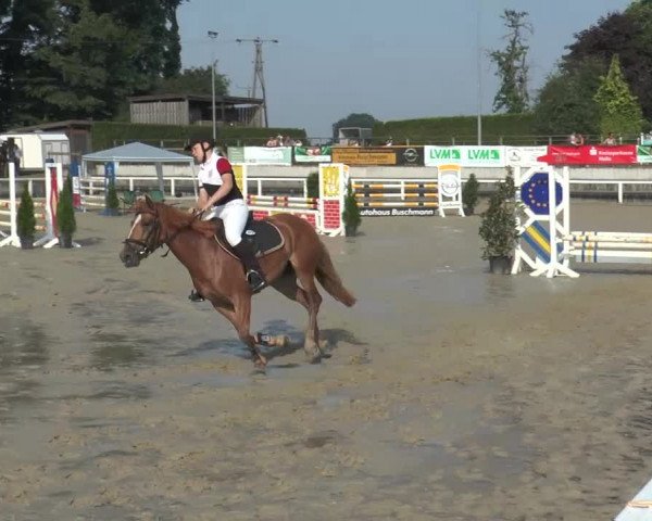 Reitturnier Melle-Ostenfelde 2015
