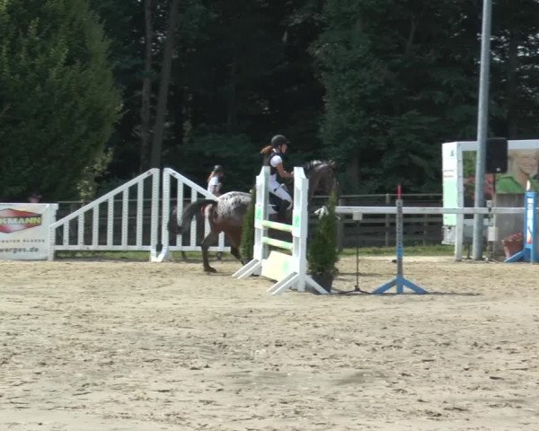 Reitturnier Melle-Ostenfelde 2015