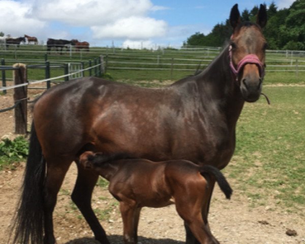 horse Royal Lilly (German Warmblood, 2018, from Zazou de Waidhof)