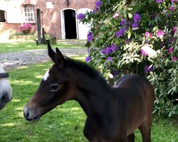 stallion Cornet Champ ZD (Holsteiner, 2018, from Congress)