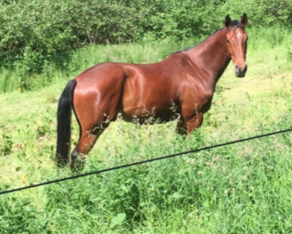 horse Royal Finn (German Sport Horse, 2015, from Zazou de Waidhof)